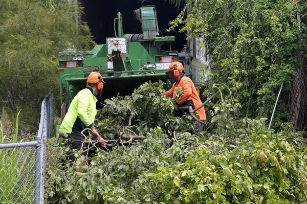 Tree Removal Service Mobile for Fallen Tree Cleanup