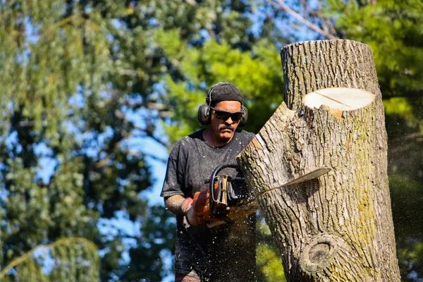 Reliable Tree Service for Homes and Businesses